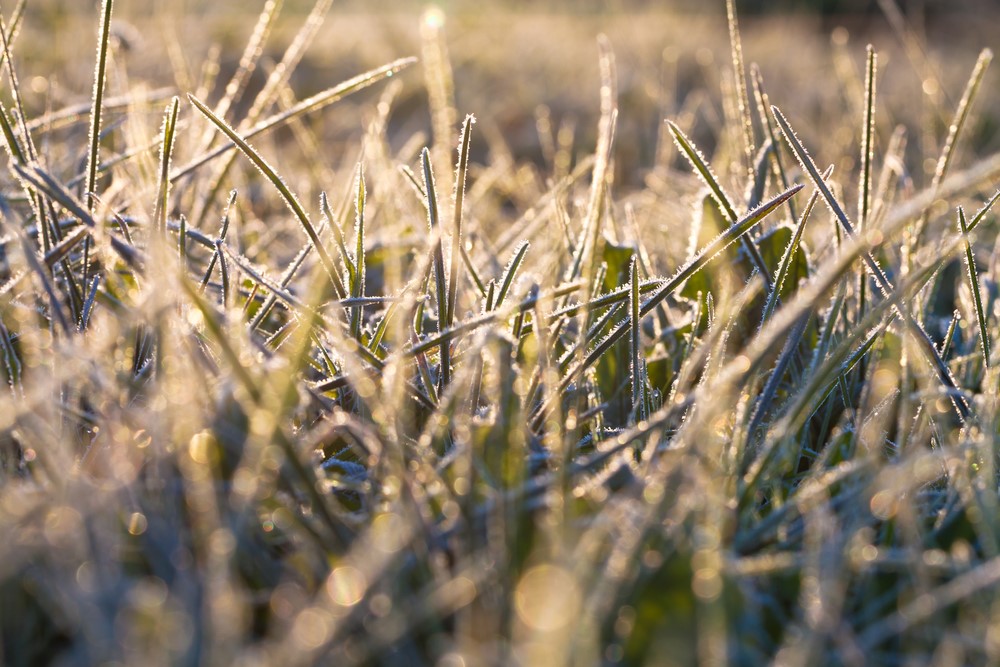Grass-winter.jpg