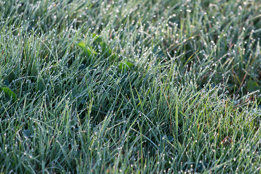 winter-lawn_grass-with-dew.jpg