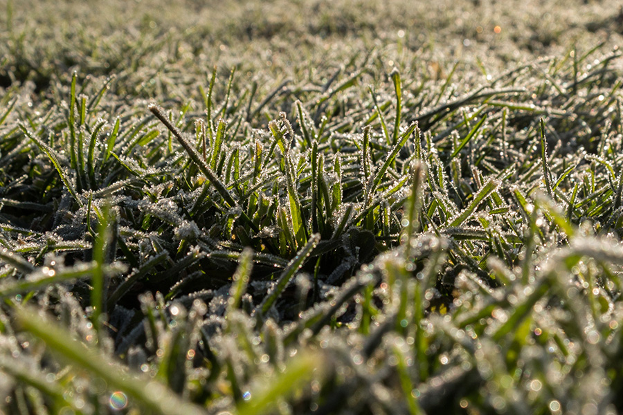 winter-lawn_frosty-grass.jpg